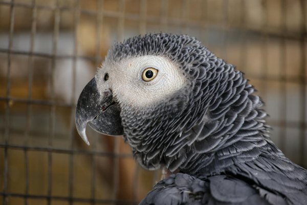 Welche Spielzeuge sind am besten fÃ¼r die geistige Stimulation von Hunden geeignet?